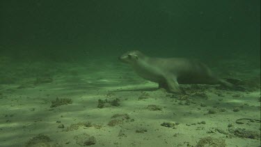 Australian Sea Lions swimming underwater