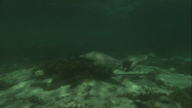 Australian Sea Lions swimming underwater