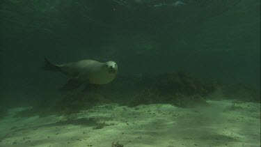 Australian Sea Lions swimming underwater