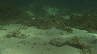 Australian Sea Lion foraging underwater