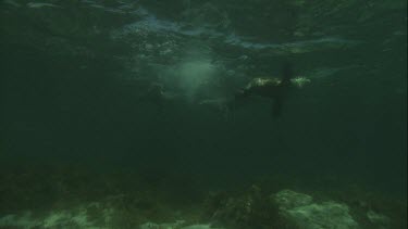 Australian Sea Lions swimming underwater