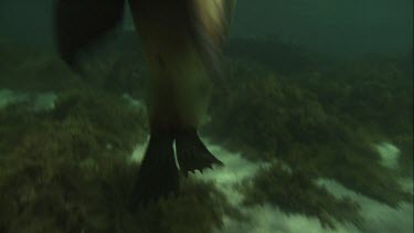 Australian Sea Lions swimming underwater