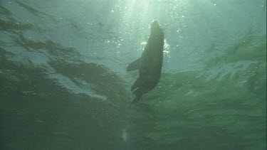 Australian Sea Lion swimming underwater
