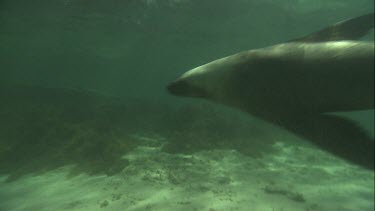 Australian Sea Lions swimming underwater