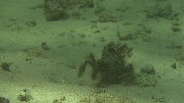 Crab walking underwater