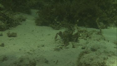 Crab walking underwater