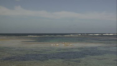 Australian Sea Lions on a sandbar