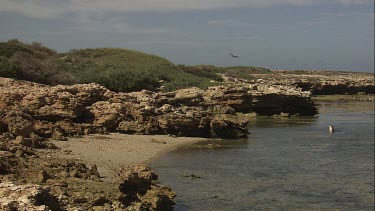 Australian Sea Lion sitting in shallow water