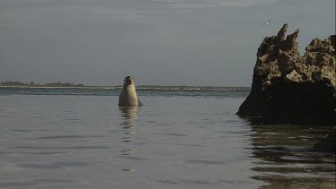 Australian Sea Lion sitting in shallow water