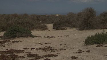 South Australia Coastal landscape