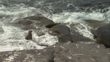 Australian Sea Lions on wet rocks