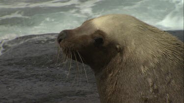 Australian Sea Lion on rocks