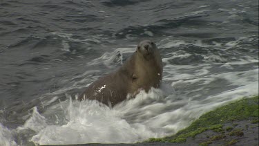 Australian Sea Lion being soaked on rocks