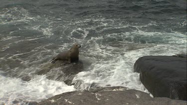 Australian Sea Lion being soaked on rocks