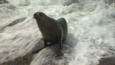 Australian Sea Lion being soaked on rocks