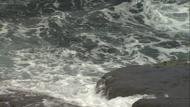 Australian Sea Lion swimming in rough water