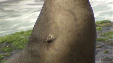 Australian Sea Lion with shoulder deformity