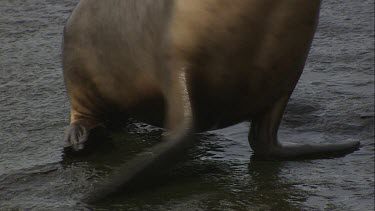 Australian Sea Lion with shoulder deformity waddling