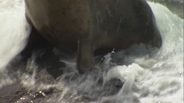 Australian Sea Lion being hit by waves on a rock