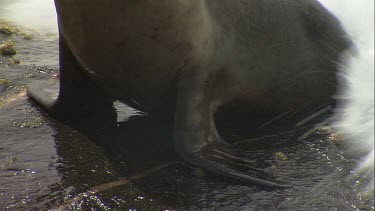 Australian Sea Lion being hit by waves on a rock