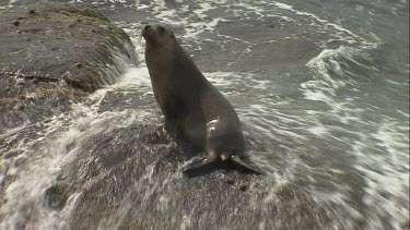 Australian Sea Lion being hit by waves on a rock