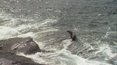 Australian Sea Lion being hit by waves on a rock