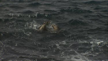 Australian Sea Lions swimming in rough water