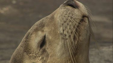 Close up of Australian Sea Lion head