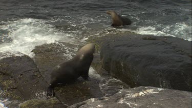 Waves crashing on Australian Sea Lions on rocks