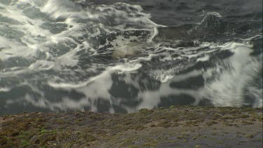 Australian Sea Lion swimming in rough water