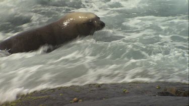 Australian Sea Lion swimming in rough water