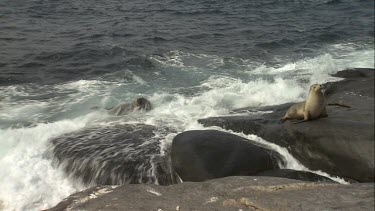 Waves crashing on Australian Sea Lions on rocks