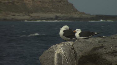 Pacific Gulls perched on a rock