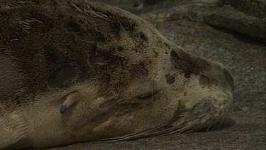 Older Australian Sea Lion sleeping next to younger