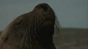 Close up of Australian Sea Lion head