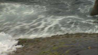 Australian Sea Lion struggling to climb a rock