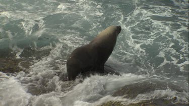 Waves crashing on an Australian Sea Lion