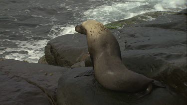 Australian Sea Lions playing on the rocks and in the water