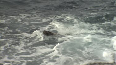 Australian Sea Lion climbing the rocks