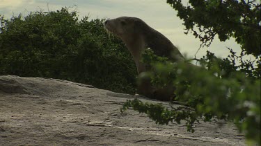 Australian Sea Lion sitting on shore