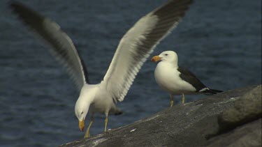 Pair of Pacific Gulls perched on a rock
