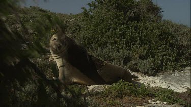 Australian Sea Lion sitting on shore