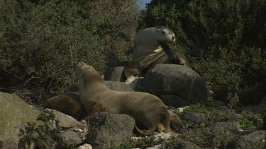 Australian Sea Lions and their pups on shore