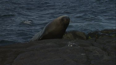 Australian Sea Lion leaving the water to sit on a rock