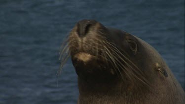 Close up of Australian Sea Lion head