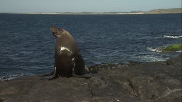 Australian Sea Lion sitting on a rock