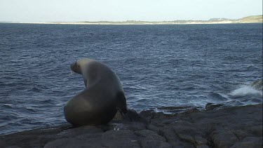 Australian Sea Lion sliding into the water