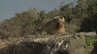 Australian Sea Lion sitting on shore