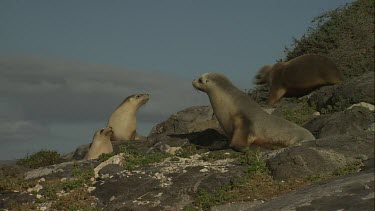 Group of Australian Sea Lion cows on shore