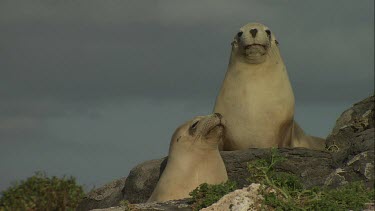 Group of Australian Sea Lion cows on shore